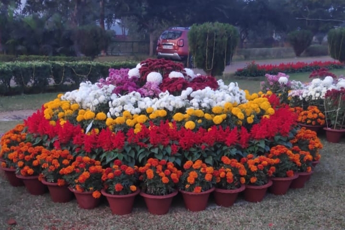 Flower show competition 2019
